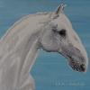 Claudia Abdelghafar Lippizan stallion, Oil on canvas, 43 x 33 x 3 cm Price: 800 euros