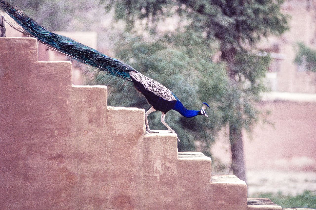 Marc Sarkis Gulbenkian